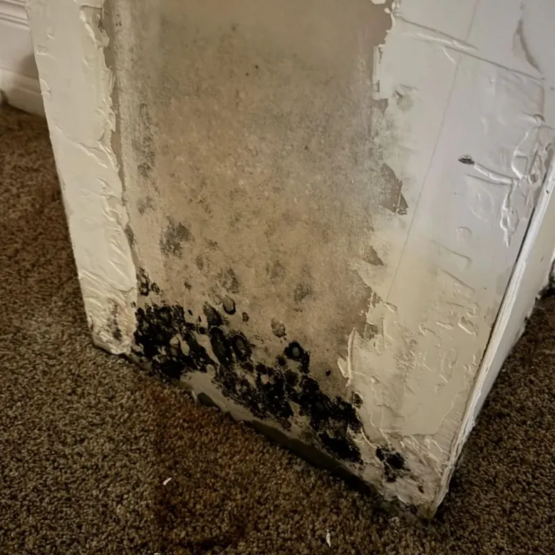 Professional Mold Removal in Ragland, AL